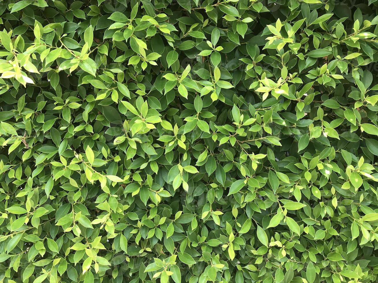 natuur groen blad achtergrond foto