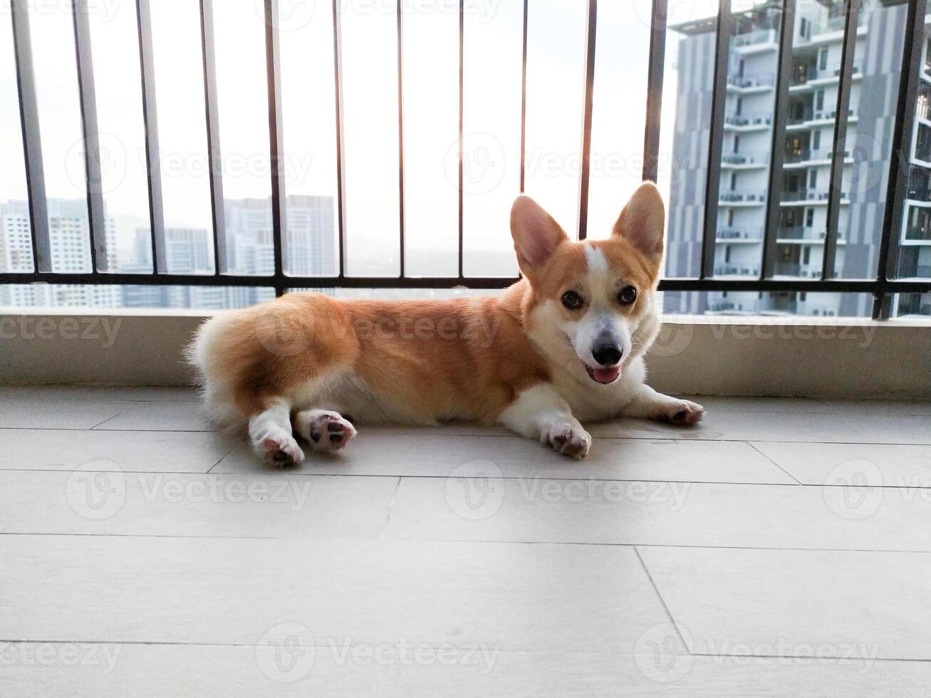 schattig pembroke welsh corgi, huisdier modellering Bij haar beste foto