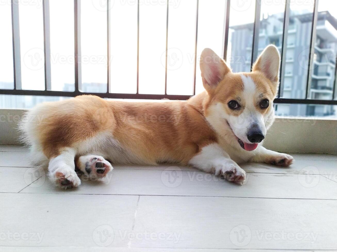 schattig pembroke welsh corgi, huisdier modellering Bij haar beste foto