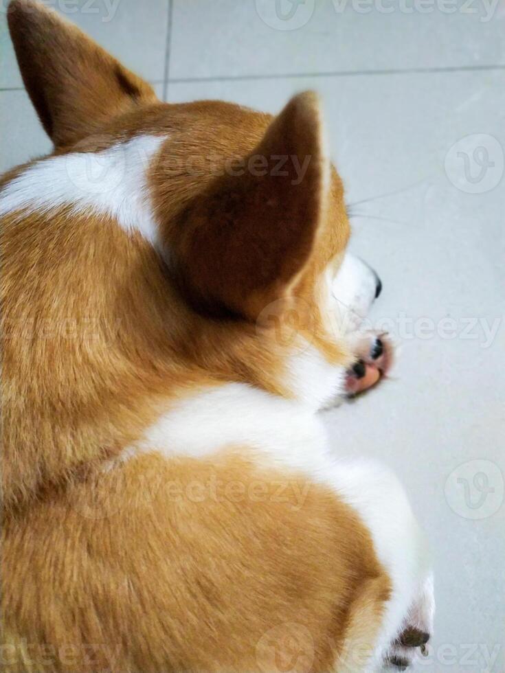 schattig pembroke welsh corgi slapen Bij eigenaren voet foto