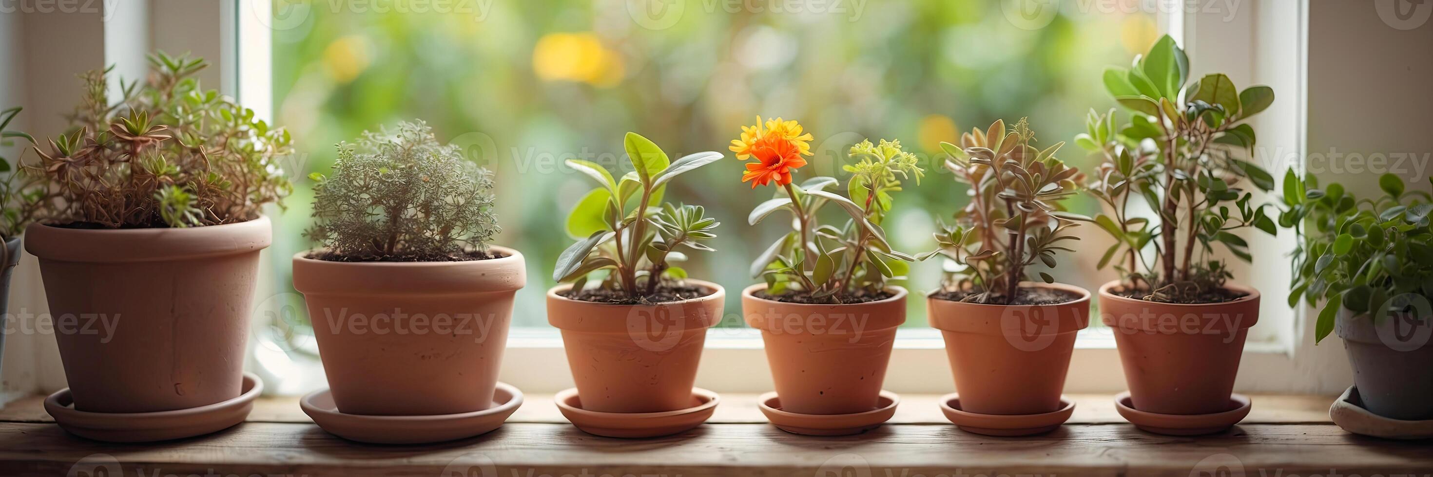 populair ingemaakt planten in een terracotta pot Aan de venster dorpel van de huis venster, balkon, sappig, begonia, bloeiend, ficus. foto