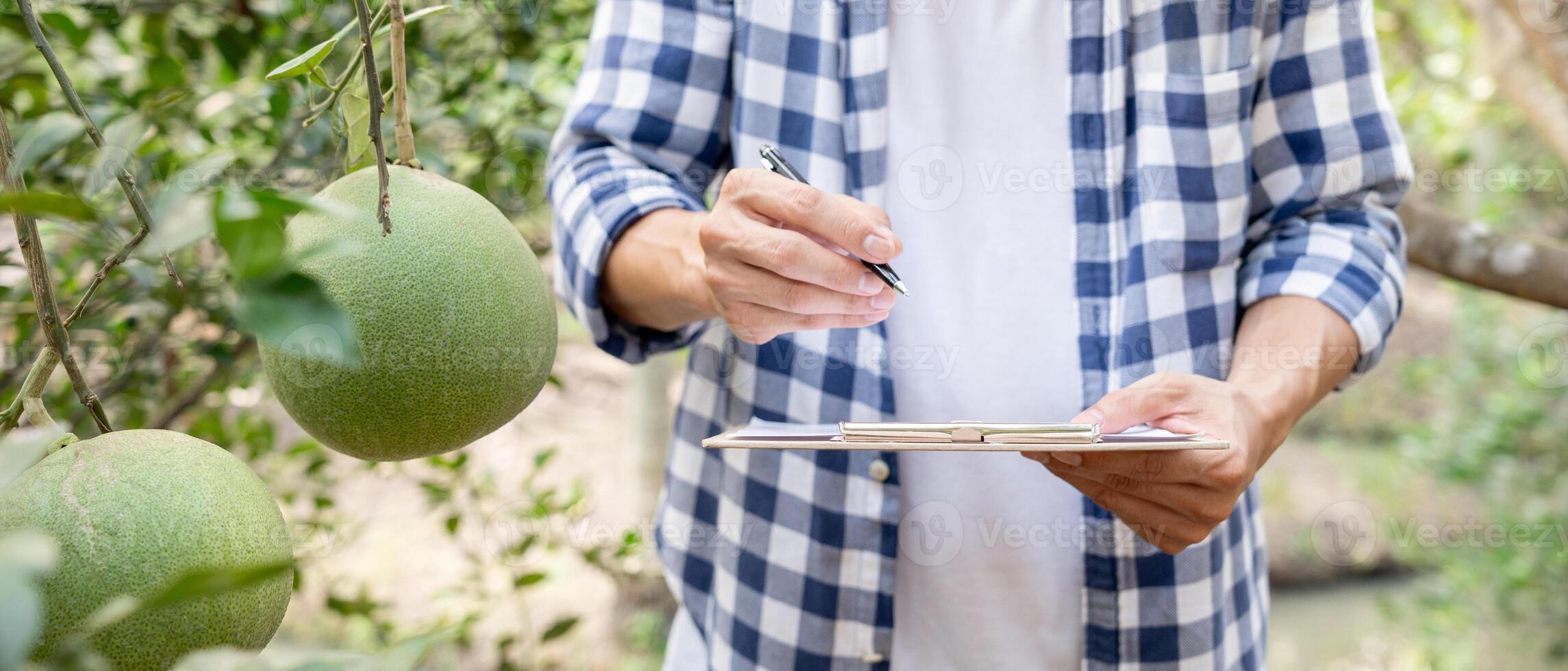 biologisch landbouw, fruit boerderij. boeren opnieuw controleren kwaliteit Vermelding Aan gegevens Aan controlelijst. pomelo toenemen van nature, ecologisch biologisch, gezond, technologie, niet giftig, oogst, wetenschappelijk , academisch foto