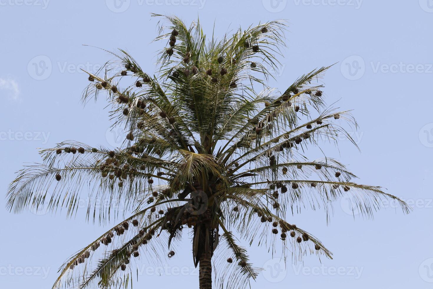 palm boom vol met nesten van de wever vogel foto