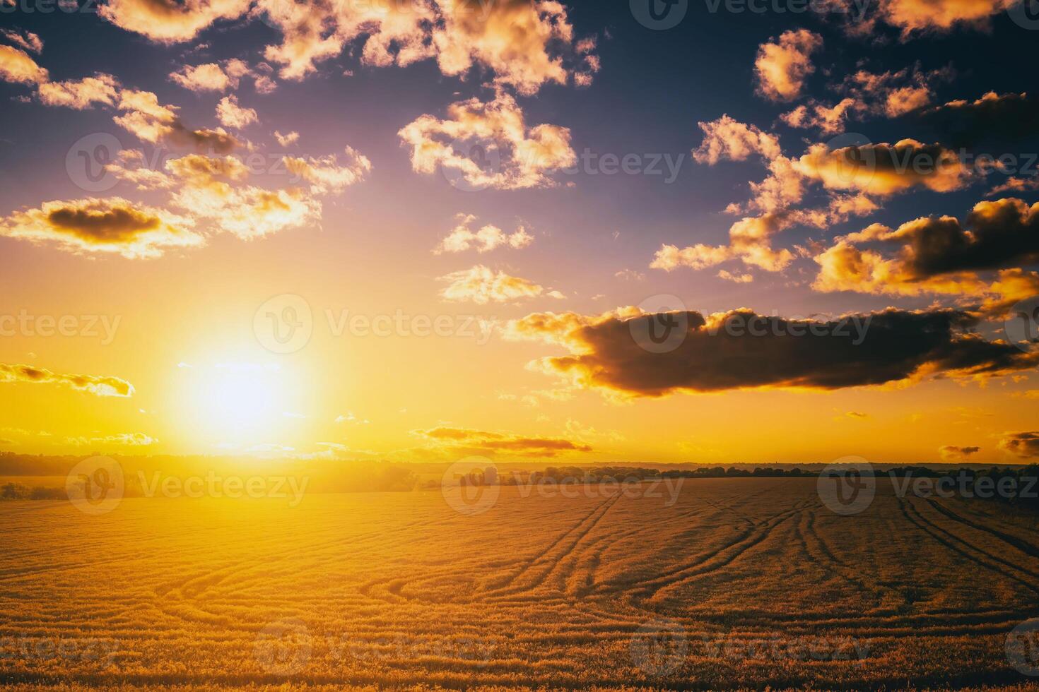 top visie van een zonsondergang of zonsopkomst in een agrarisch veld- met oren van jong gouden rogge met een bewolkt lucht. esthetiek van wijnoogst film. foto