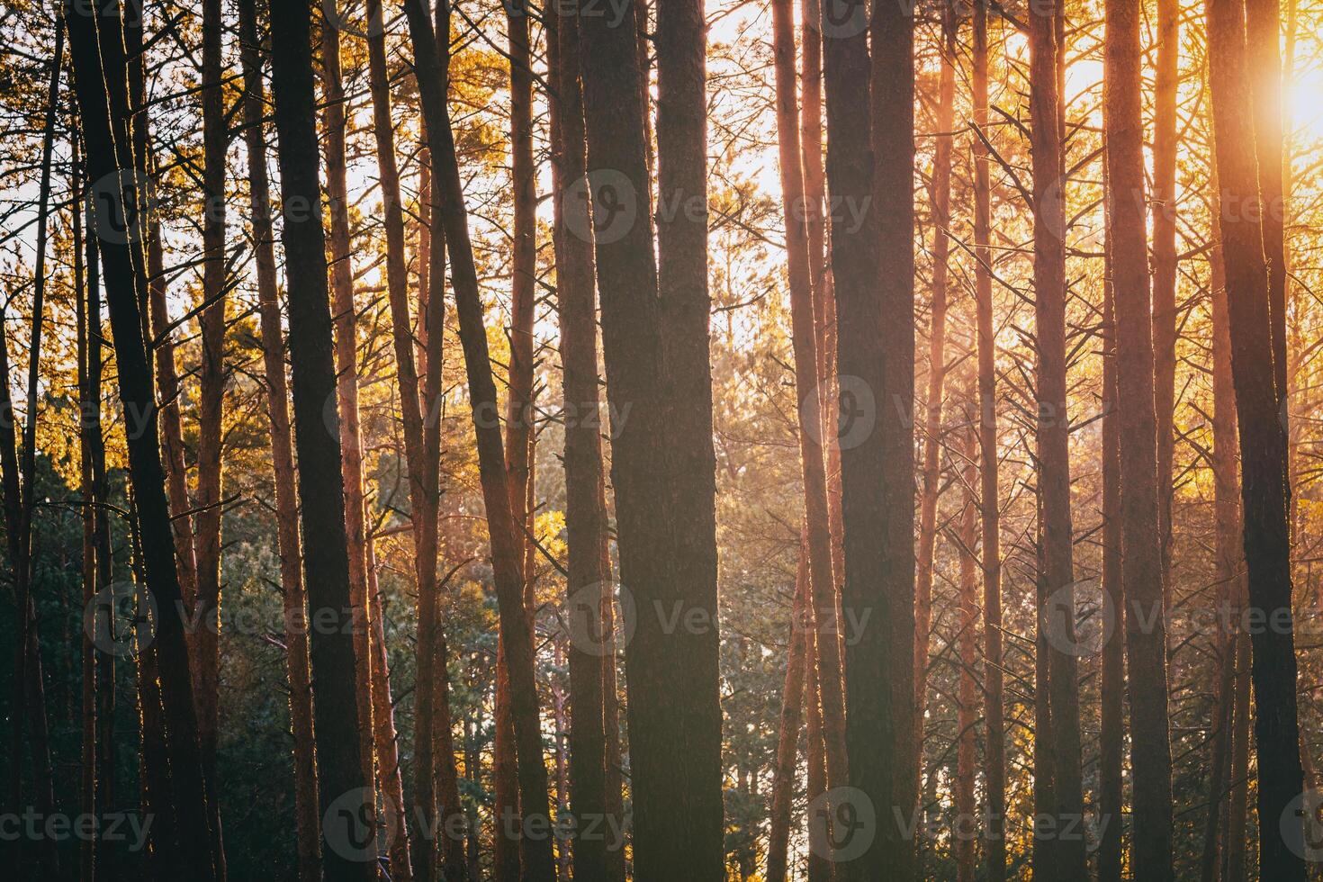 zonnestralen verhelderend de boomstammen van pijnboom bomen Bij zonsondergang of zonsopkomst in een vroeg winter pijnboom Woud. esthetiek van wijnoogst film. foto