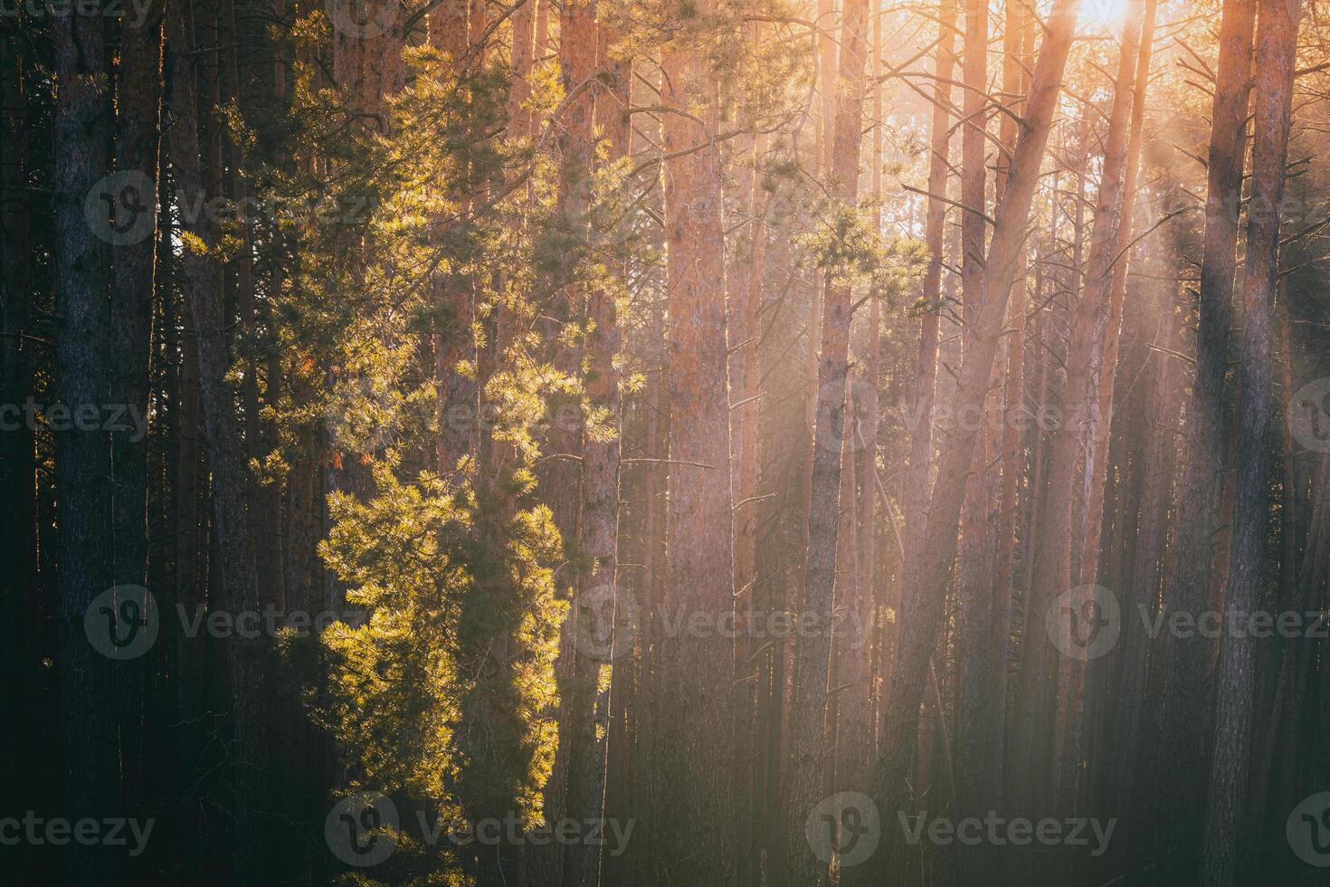 zonnestralen verhelderend de boomstammen van pijnboom bomen Bij zonsondergang of zonsopkomst in een vroeg winter pijnboom Woud. esthetiek van wijnoogst film. foto