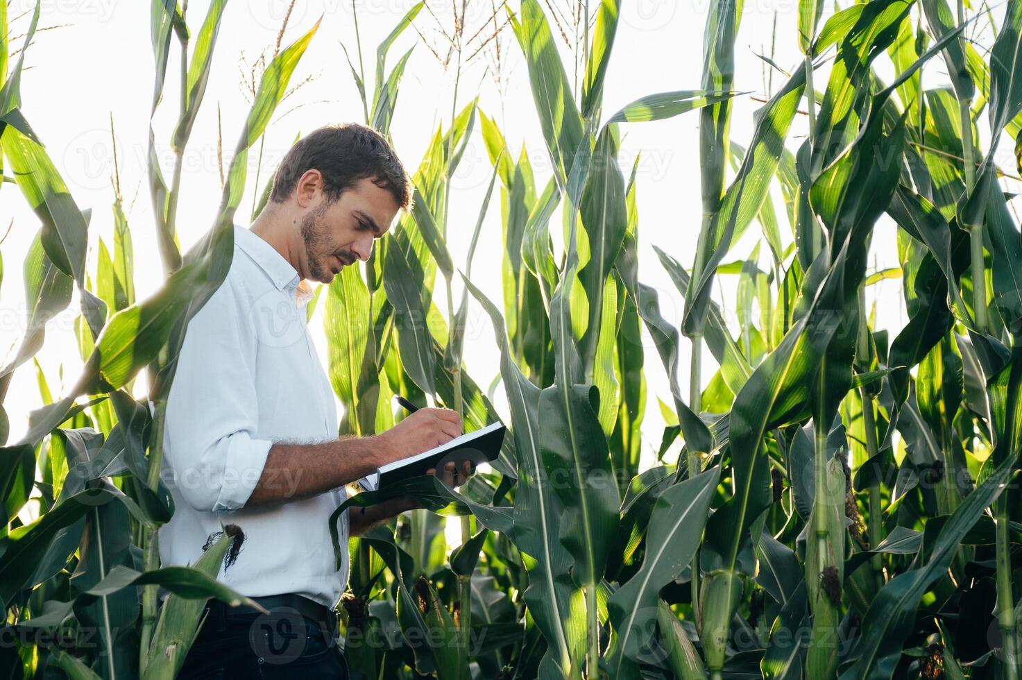 agronoom houdt tablet tintje stootkussen computer in de maïs veld- en onderzoeken gewassen voordat oogsten. agribusiness concept. agrarisch ingenieur staand in een maïs veld- met een tablet in zomer. foto