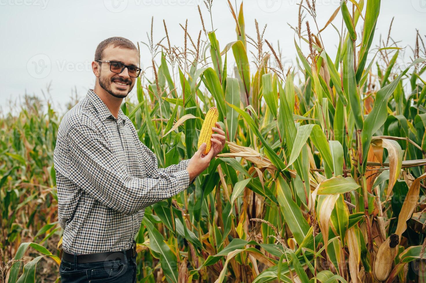 agronoom houdt tablet tintje stootkussen computer in de maïs veld- en onderzoeken gewassen voordat oogsten. agribusiness concept. agrarisch ingenieur staand in een maïs veld- met een tablet. foto