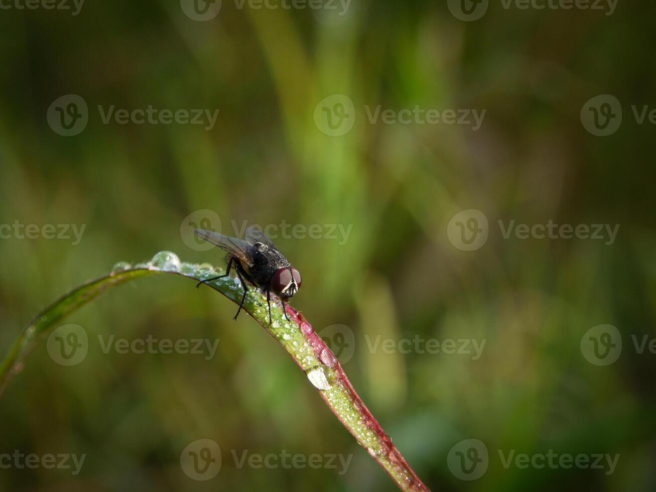 insecten vlieg, licht groen gras met zonlicht foto