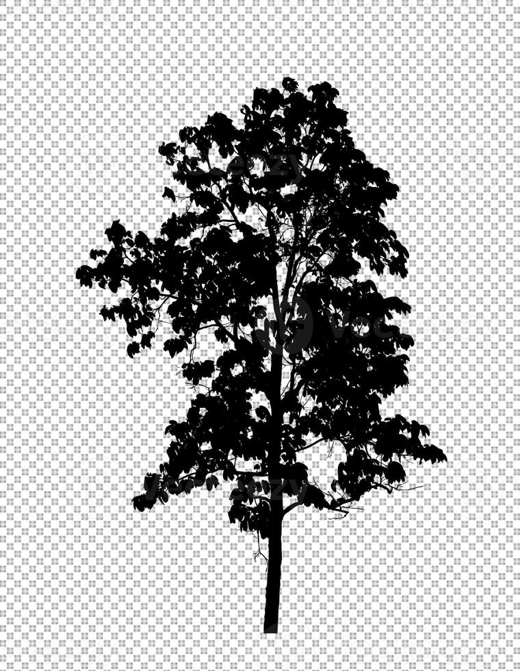 boom silhouet Aan transparant achtergrond met knipsel pad en alpha foto