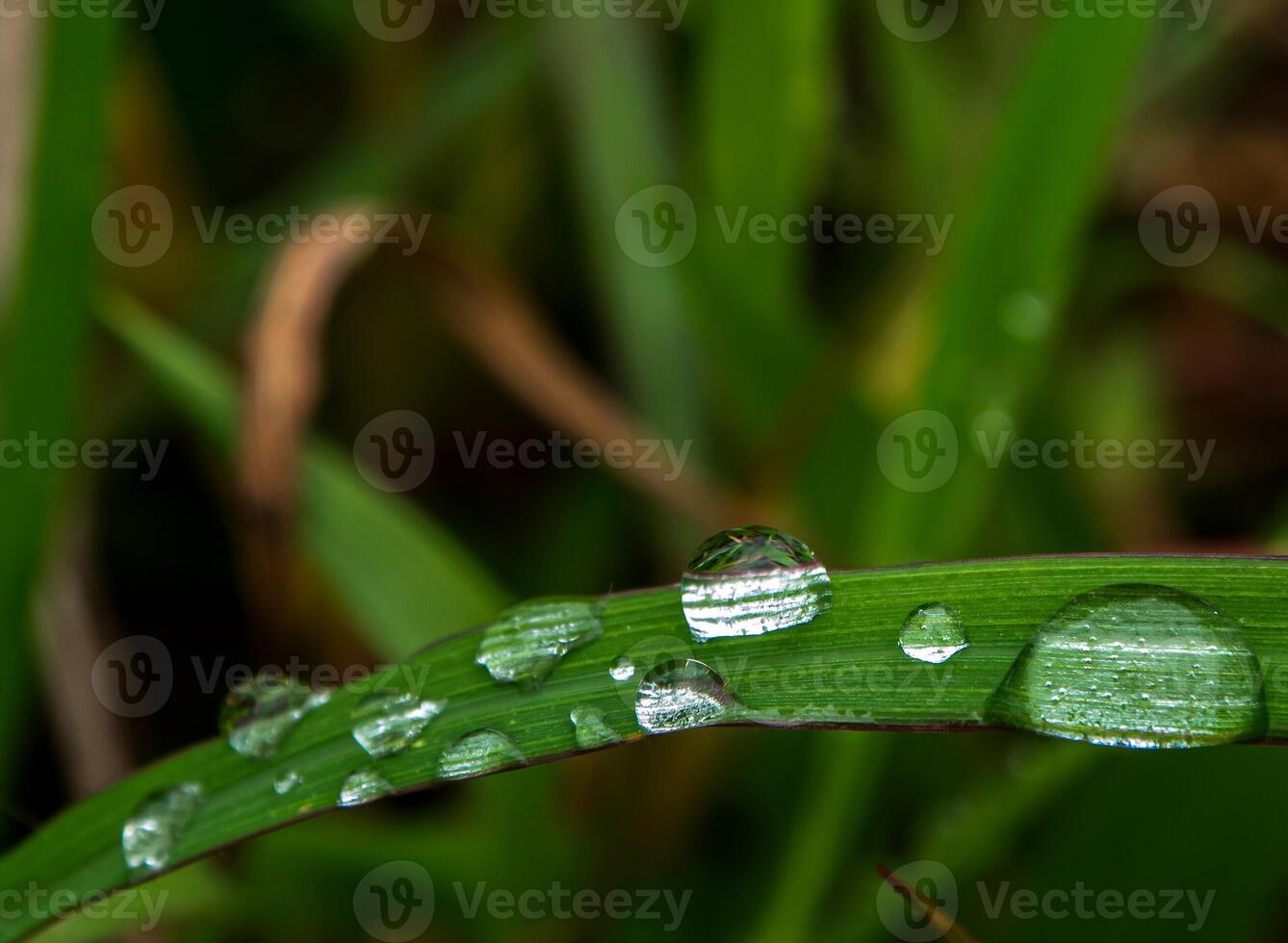 laten vallen van dauw in ochtend- Aan blad foto