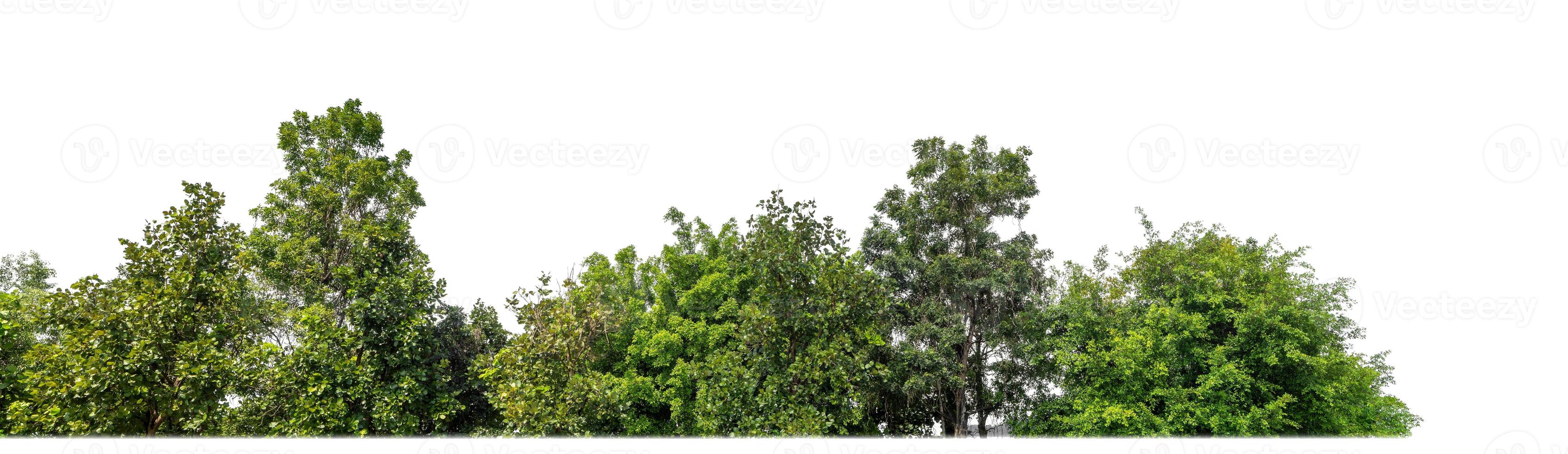 groen bomen geïsoleerd Aan wit achtergrond.zijn Woud en gebladerte in zomer voor beide het drukken en web Pagina's met besnoeiing pad en alpha kanaal foto