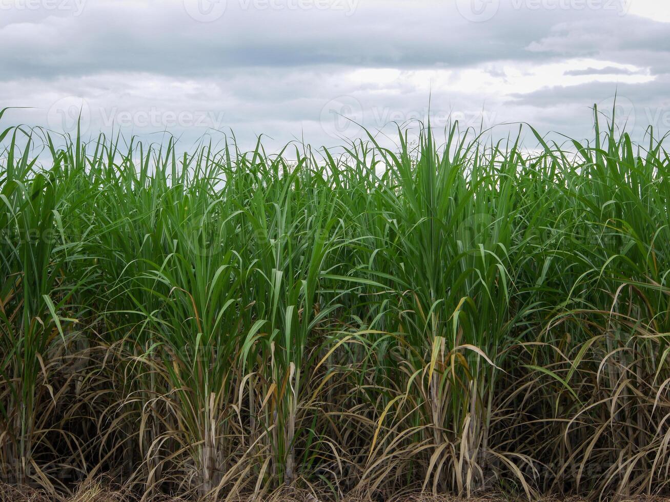 suikerstok plantages, de landbouw tropisch fabriek in Thailand foto