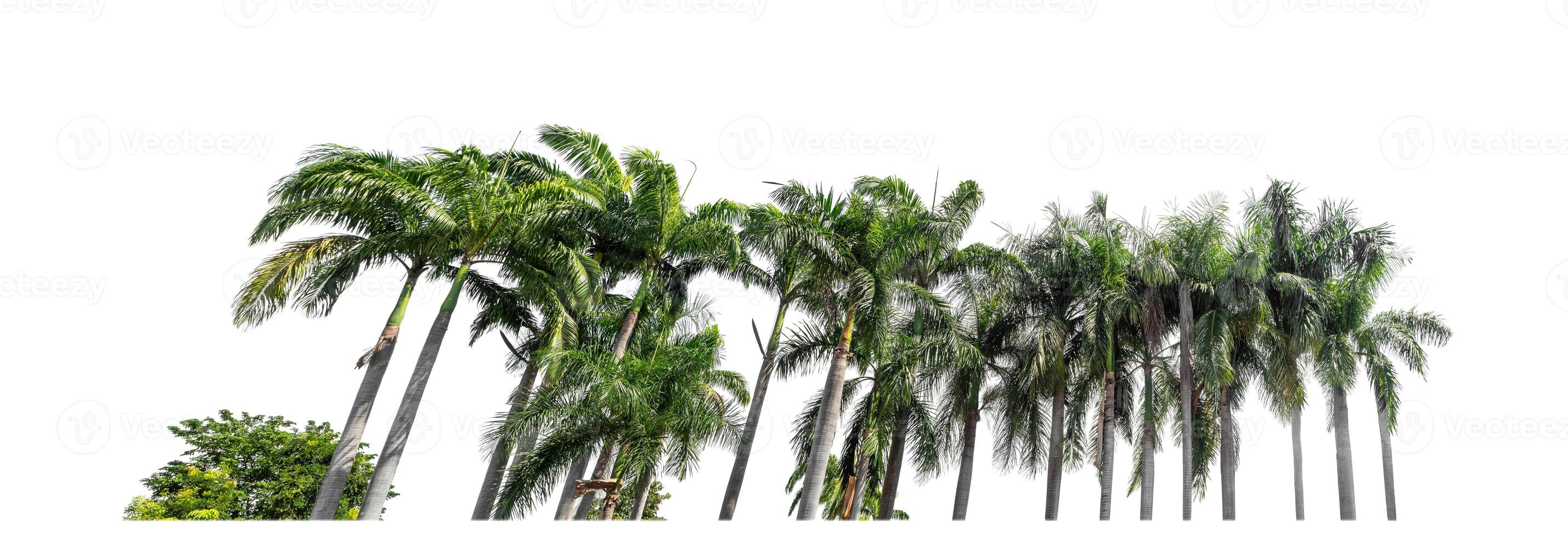 groep van palm bomen geïsoleerd Aan wit achtergrond. zijn Woud en gebladerte in zomer voor beide het drukken en web Pagina's met besnoeiing pad en alpha kanaal. foto