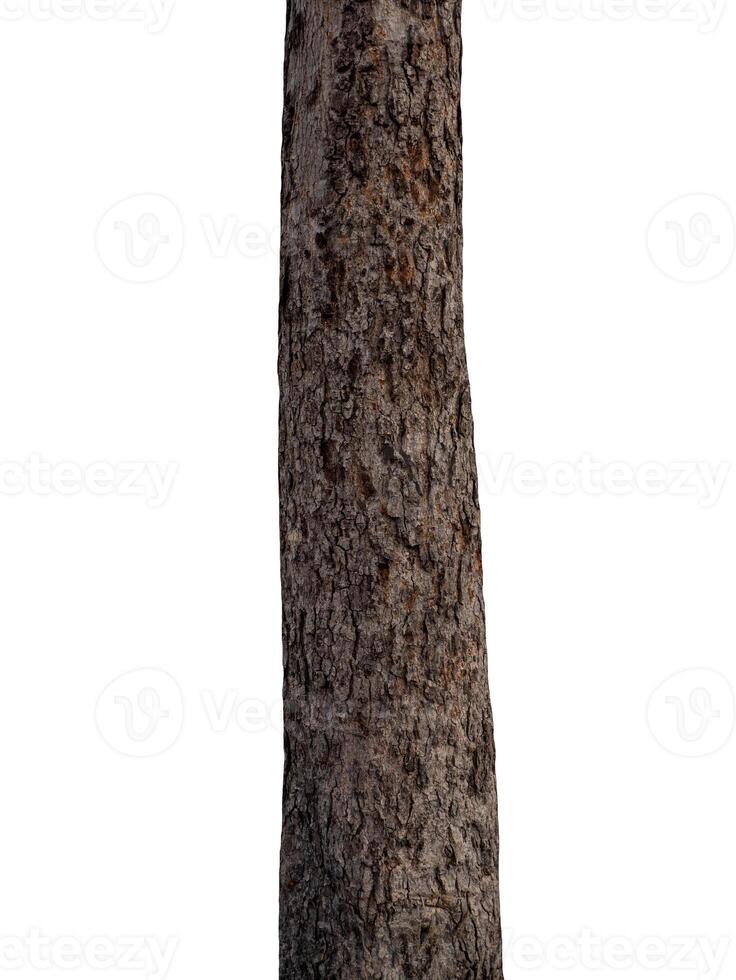 romp van een boom geïsoleerd Aan wit achtergrond foto
