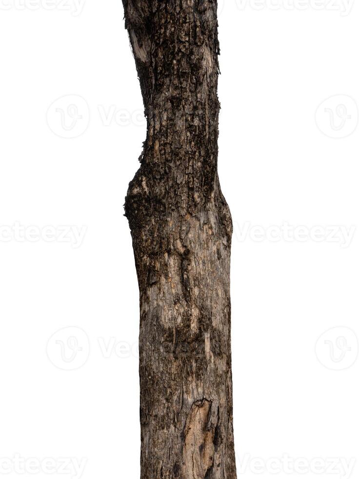 romp van een boom geïsoleerd Aan wit achtergrond foto