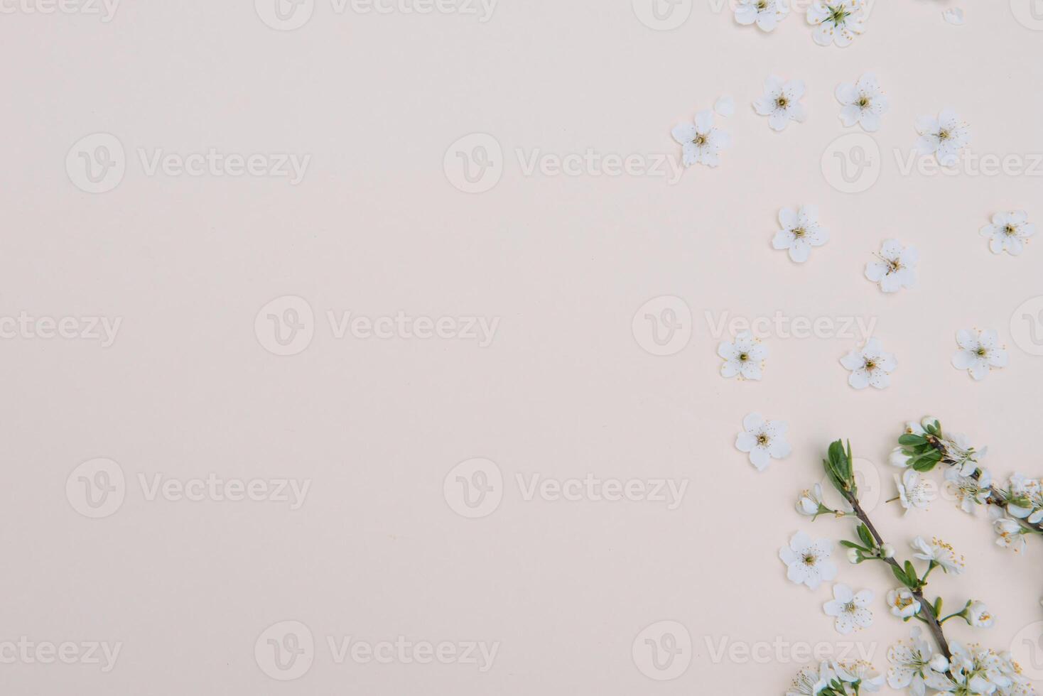 foto van voorjaar wit kers bloesem boom Aan pastel achtergrond. visie van bovenstaande, vlak leggen, kopiëren ruimte. voorjaar en zomer achtergrond