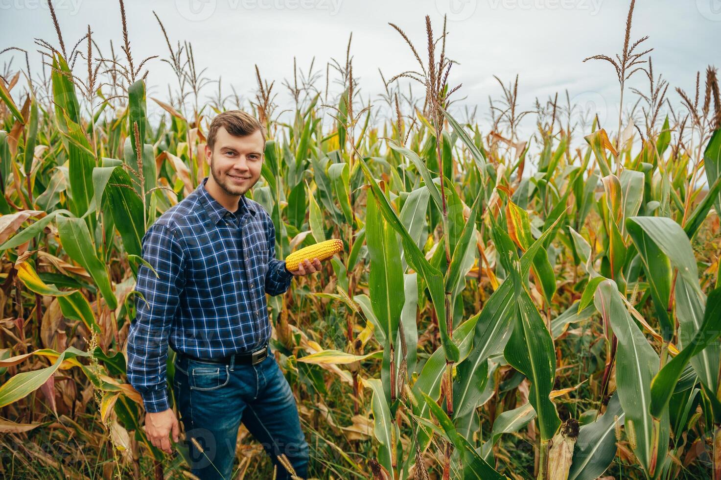 agronoom houdt tablet tintje stootkussen computer in de maïs veld- en onderzoeken gewassen voordat oogsten. agribusiness concept. agrarisch ingenieur staand in een maïs veld- met een tablet. foto