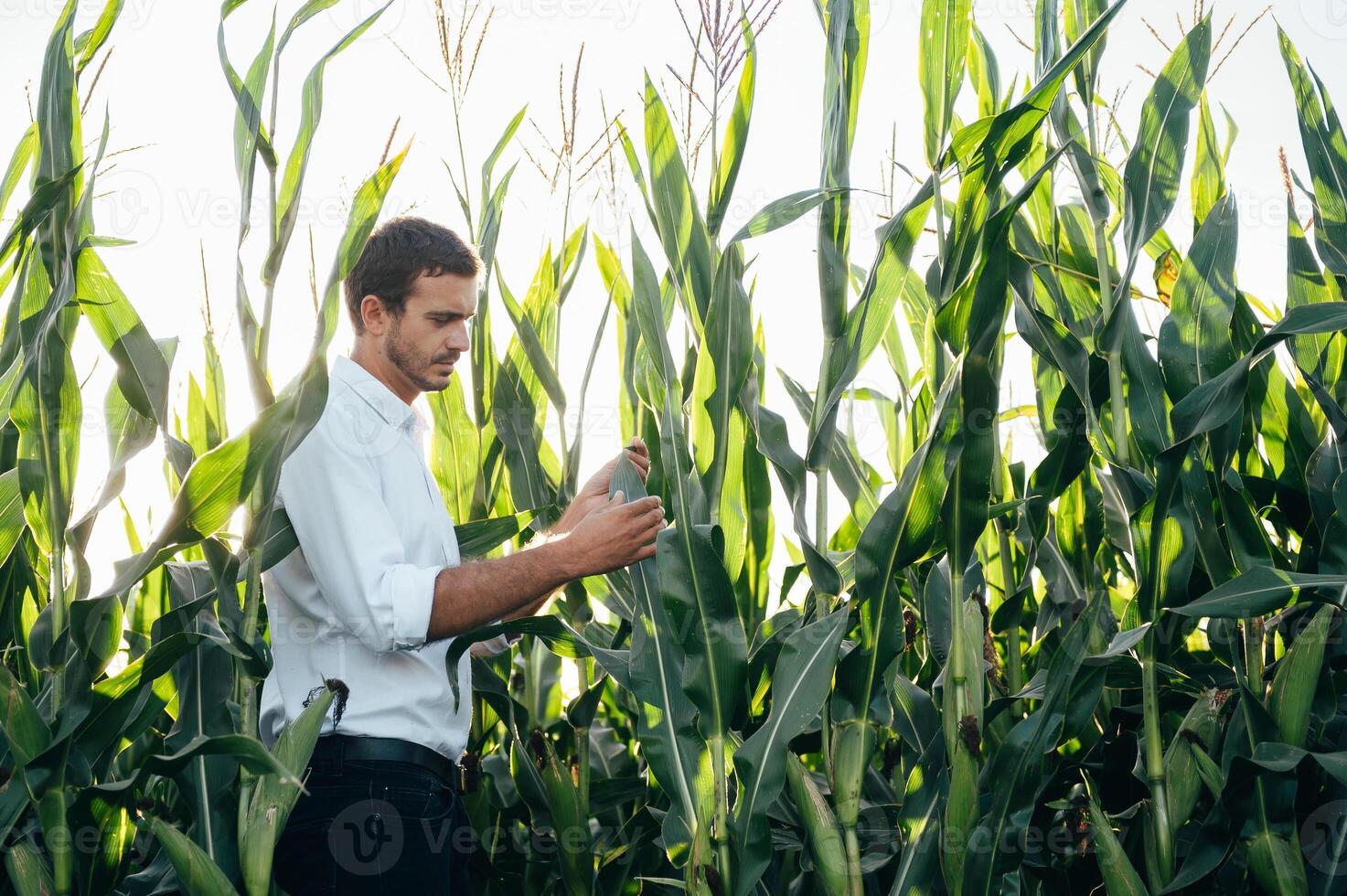 agronoom houdt tablet tintje stootkussen computer in de maïs veld- en onderzoeken gewassen voordat oogsten. agribusiness concept. agrarisch ingenieur staand in een maïs veld- met een tablet in zomer. foto