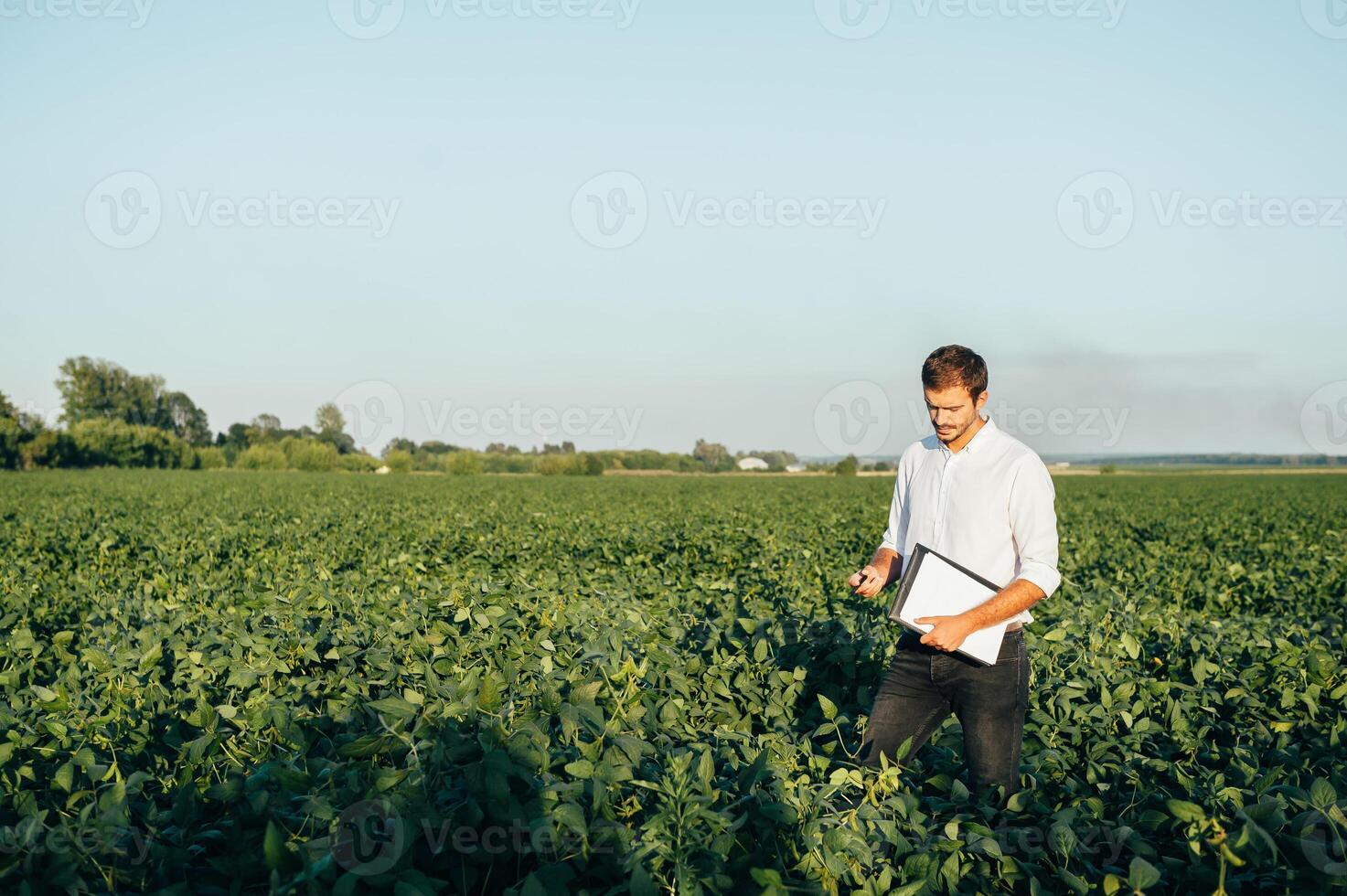 agronoom houdt tablet tintje stootkussen computer in de soja veld- en onderzoeken gewassen voordat oogsten. agribusiness concept. agrarisch ingenieur staand in een soja veld- met een tablet in zomer. foto