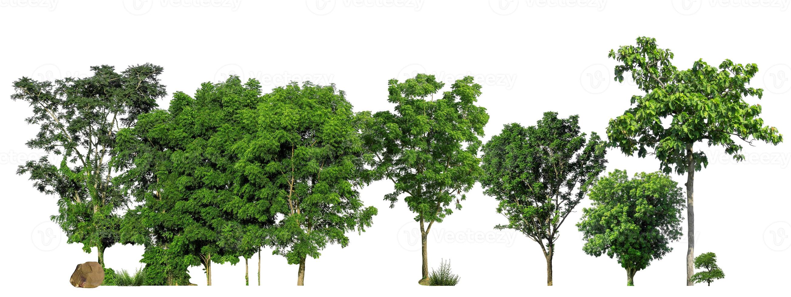 groen bomen geïsoleerd Aan wit achtergrond. Woud en bladeren in zomer rijen van bomen en struiken foto