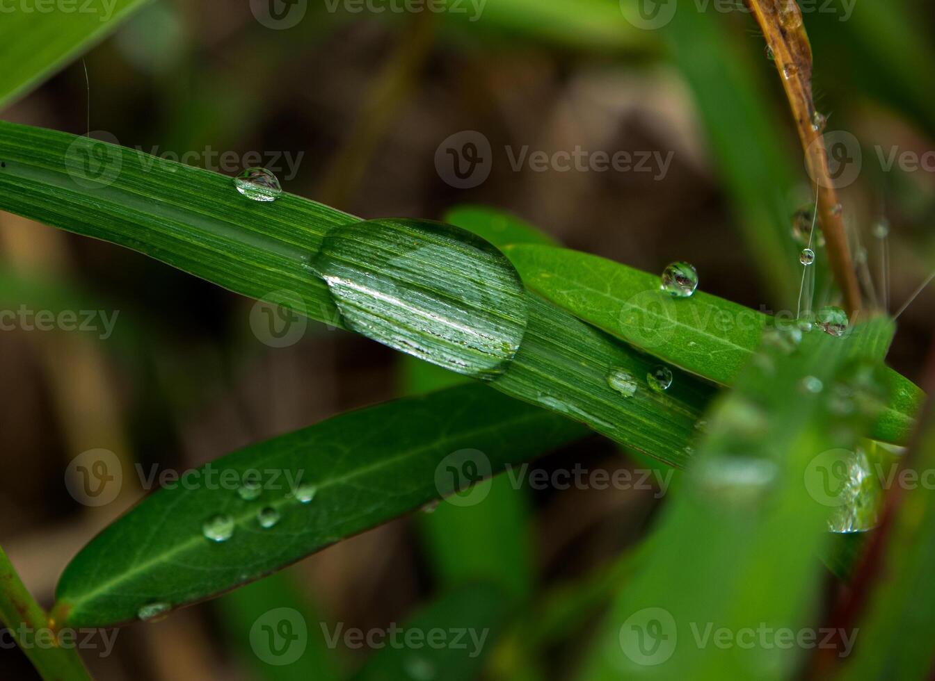 laten vallen van dauw in ochtend- Aan blad foto