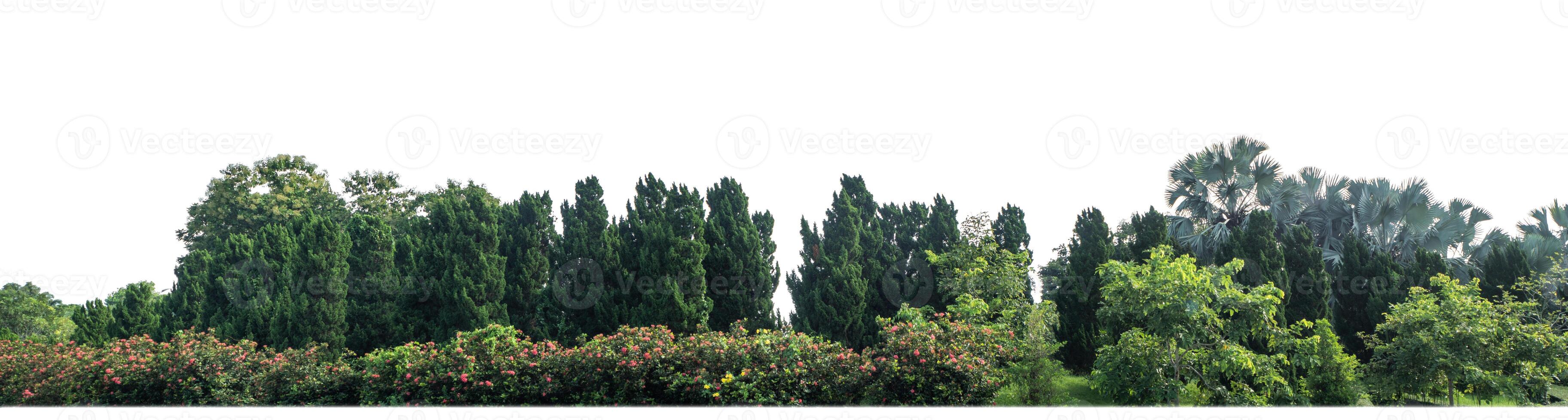 groen bomen geïsoleerd Aan wit achtergrond.zijn Woud en gebladerte in zomer voor beide het drukken en web Pagina's met besnoeiing pad en alpha kanaal foto
