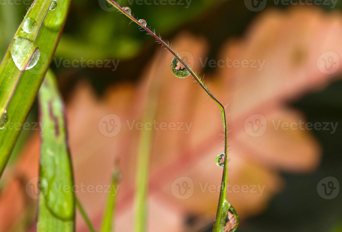 dauw laten vallen Aan een blad van gras foto