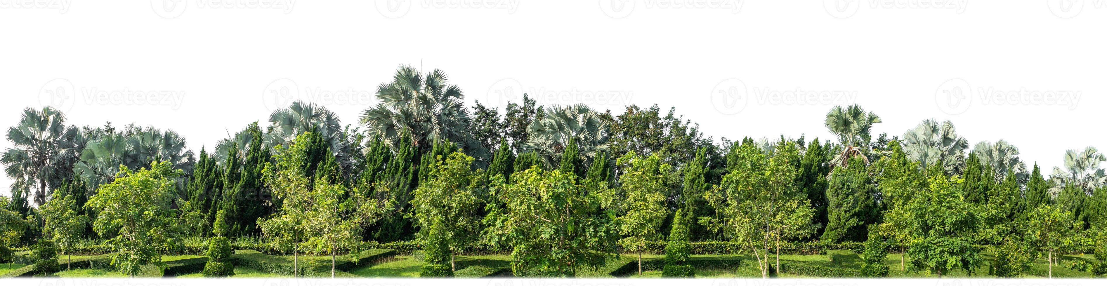 groen bomen geïsoleerd Aan wit achtergrond.zijn Woud en gebladerte in zomer voor beide het drukken en web Pagina's met besnoeiing pad en alpha kanaal foto