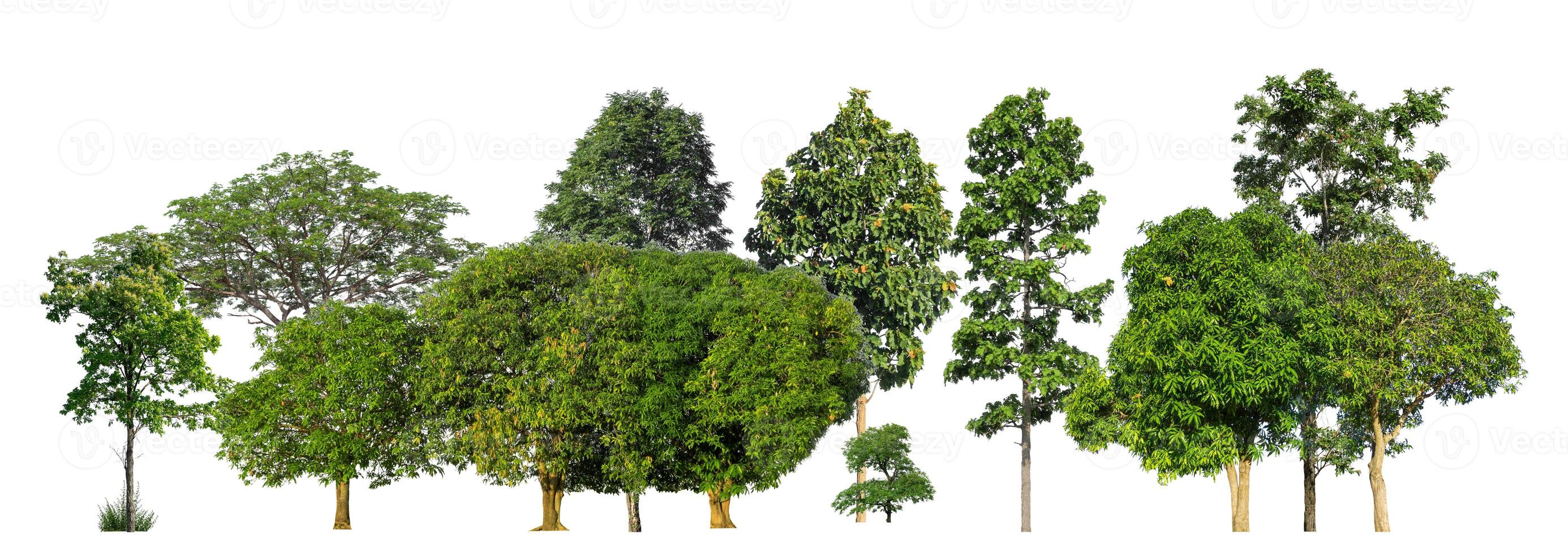 groen bomen geïsoleerd Aan wit achtergrond. Woud en bladeren in zomer rijen van bomen en struiken foto