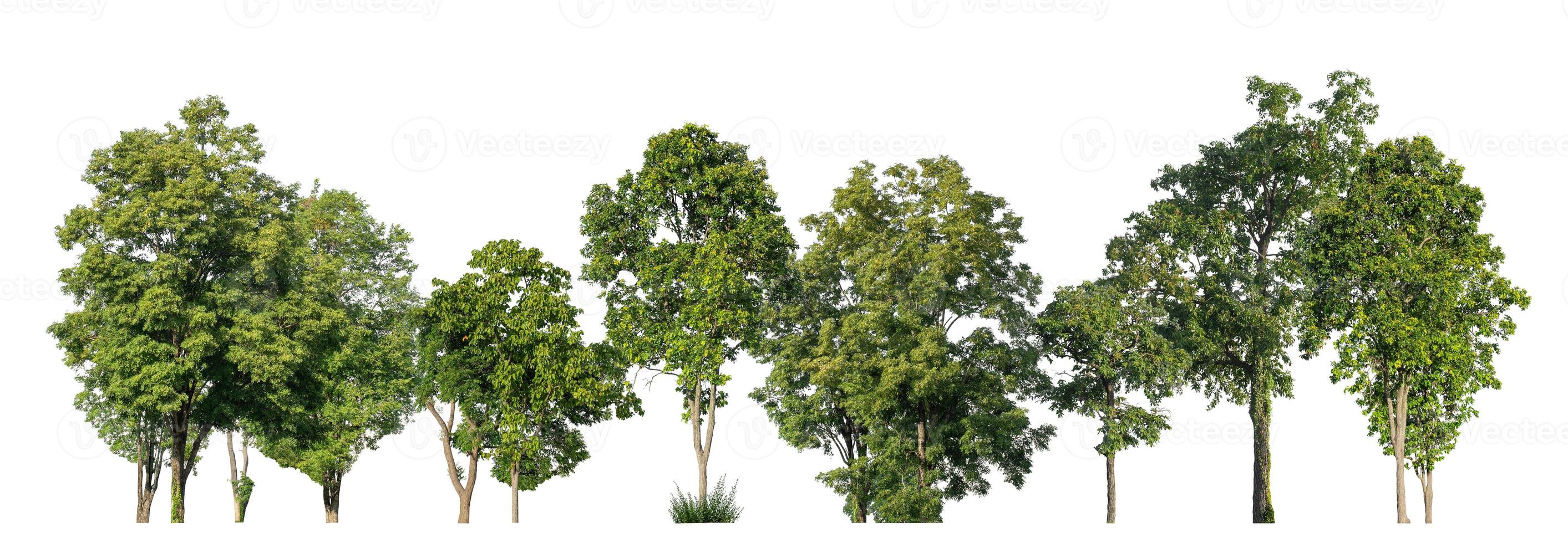 groen bomen geïsoleerd Aan wit achtergrond. Woud en bladeren in zomer rijen van bomen en struiken foto