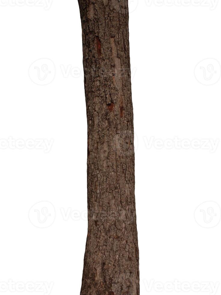 boom romp geïsoleerd Aan wit achtergrond foto