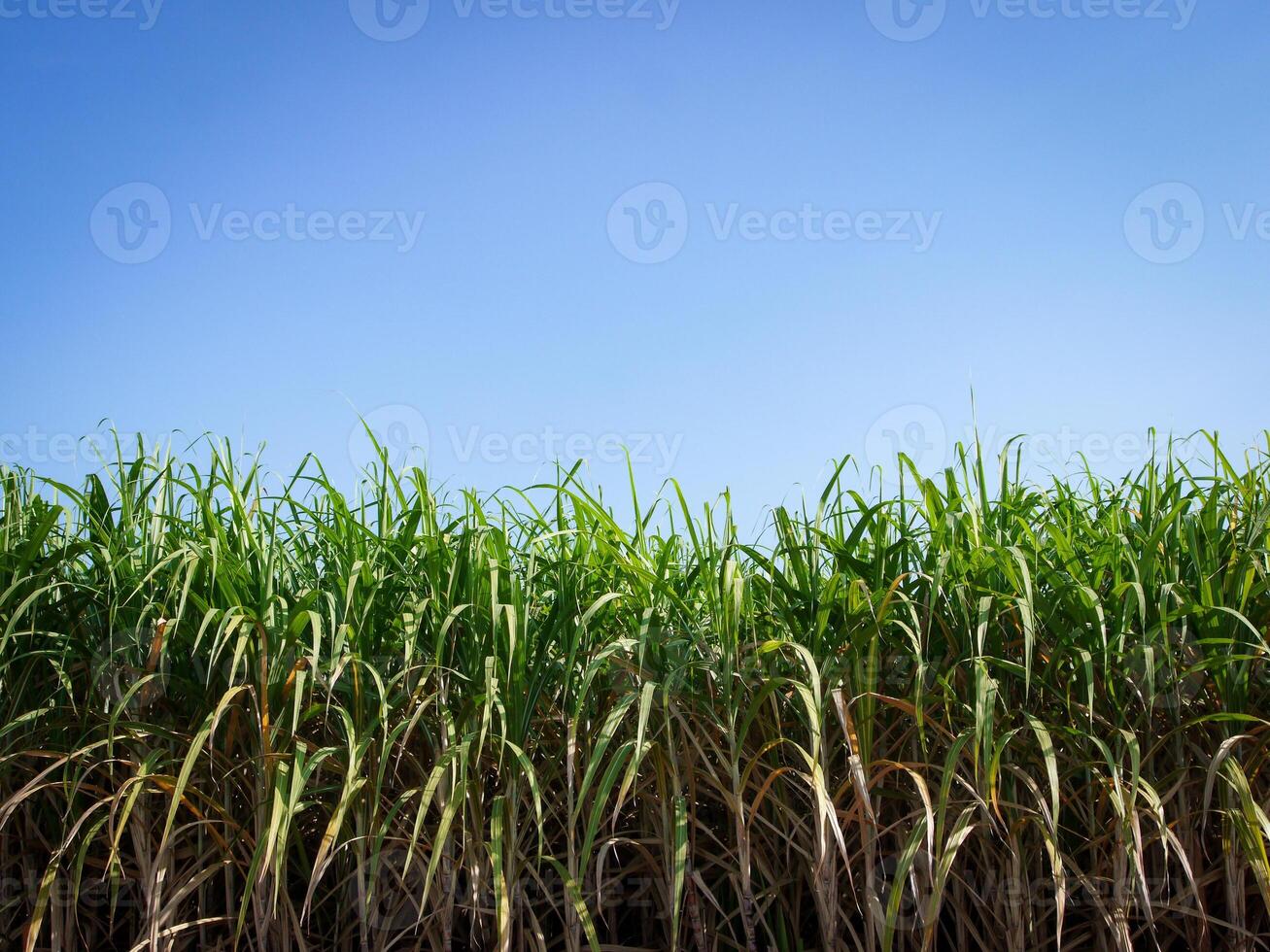 suikerstok plantages, de landbouw tropisch fabriek in Thailand foto