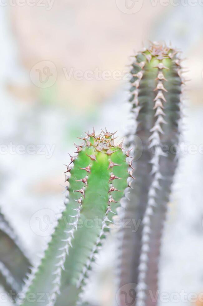 euphorbia canariensis var spiralis, euphorbia canariensis f viridis of euphorbia tribuloides of cactus foto