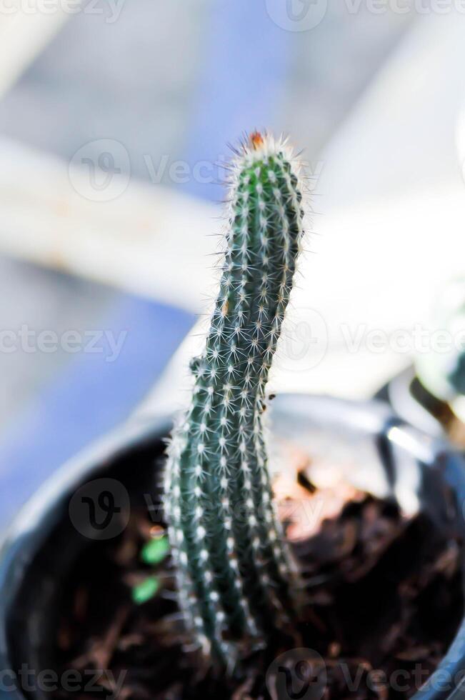 echinopsis sp of soehrensie angelesiae r kiesling schlumpb of cactus , eriocereus Harrisia jusbertii of cactus of sprookje kasteel of cereus peruvianus foto