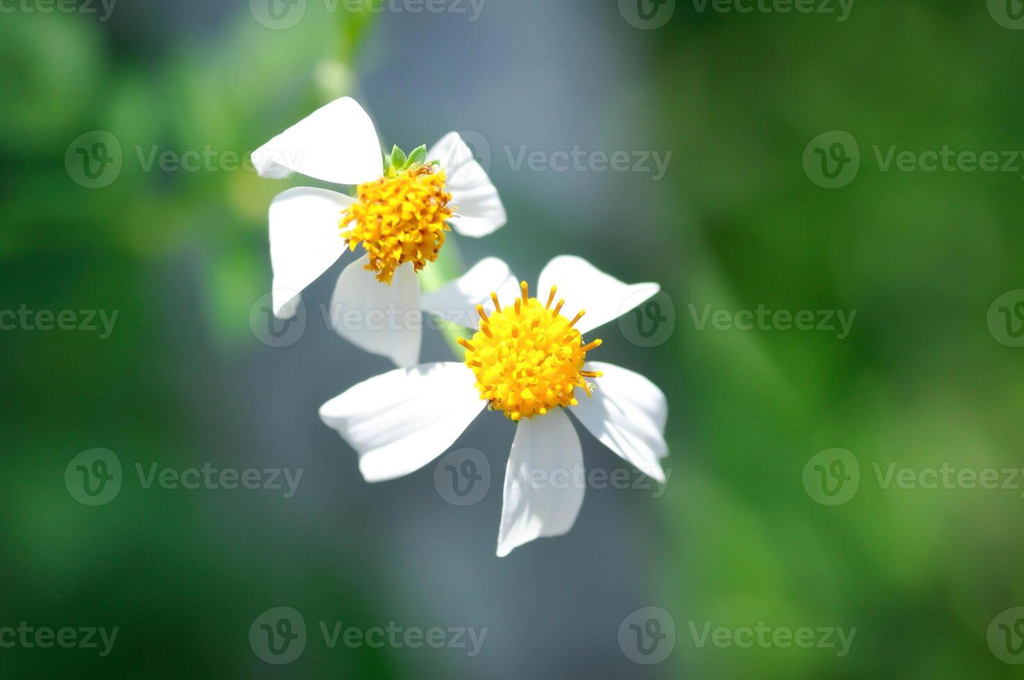 bedelaars Kruis aan, bidens alba, bidens pilosa of bidens pilosa ik, zwart jack of bezem stok of bezem dingen of schoenmakers haringen, duivels naalden of harig bedelaar teken of harig bidens of Spaans naald- foto