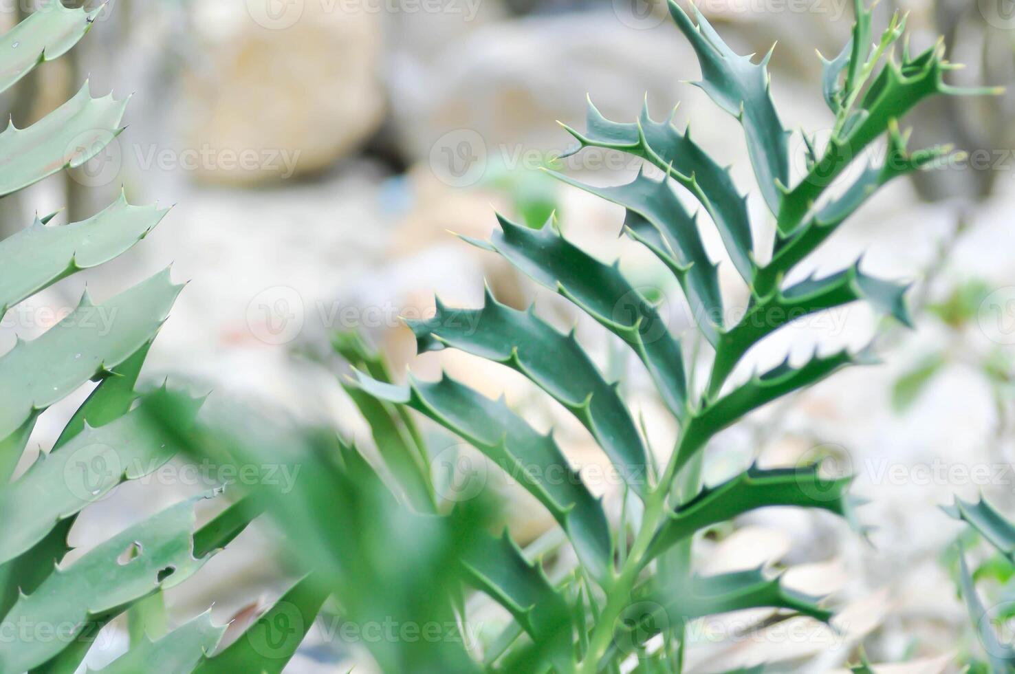 Cycadaceae of Cycadaceae of encefalartos foto