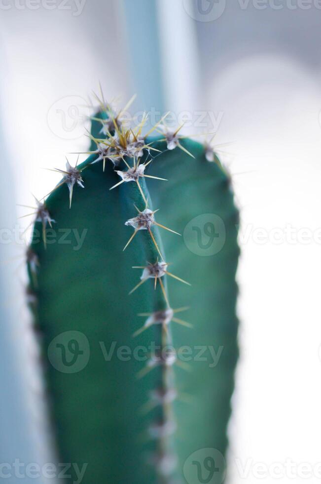 cactus , sprookje kasteel of cereus peruvianus foto