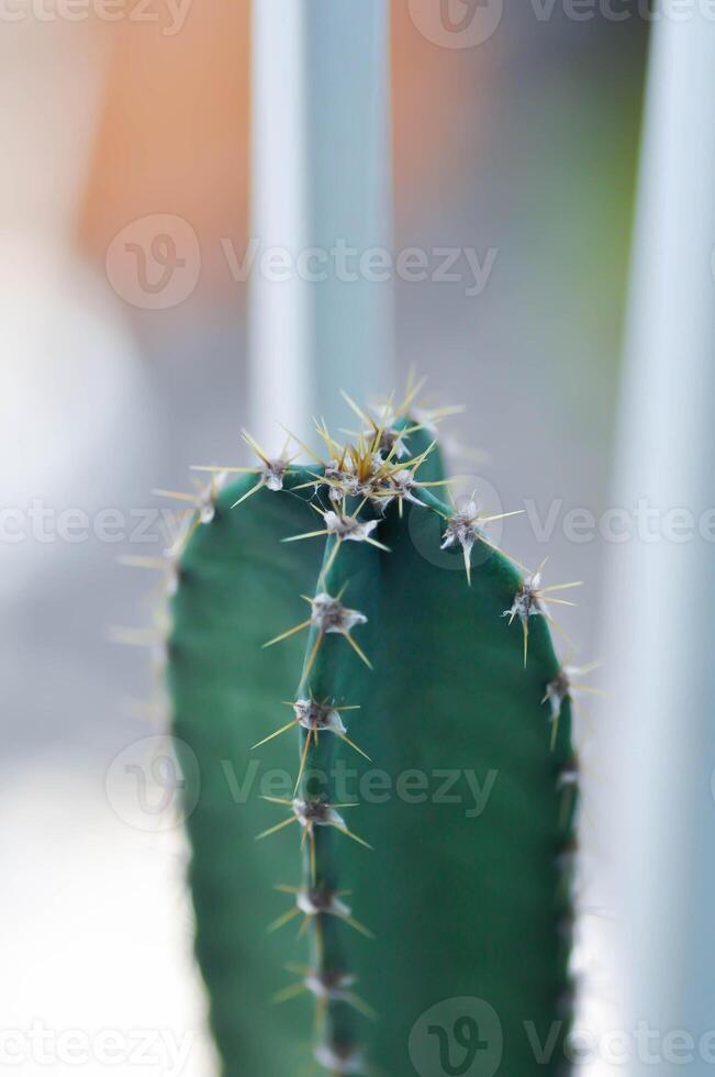 cactus , sprookje kasteel of cereus peruvianus foto
