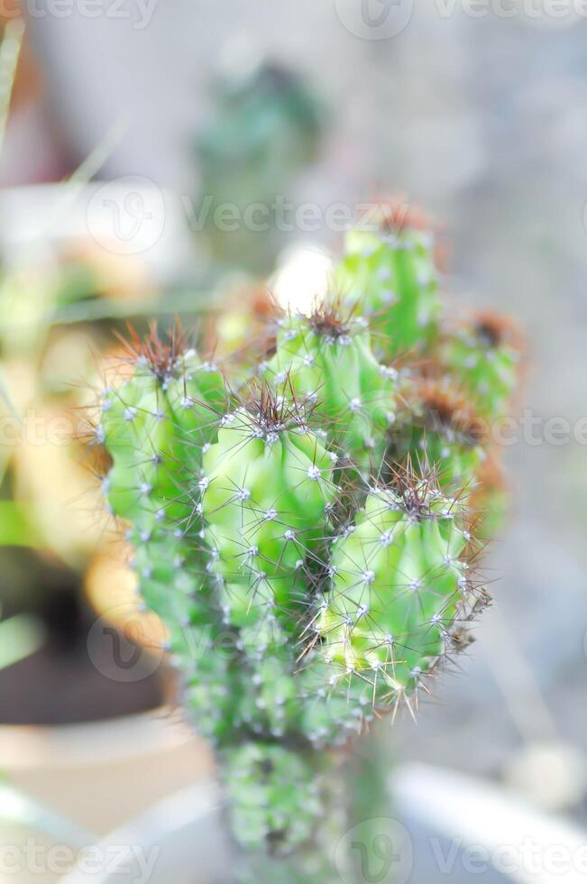 cactus , eriocereus Harrisia jusbertii of cactus of sprookje kasteel of cereus peruvianus of mammillaria foto