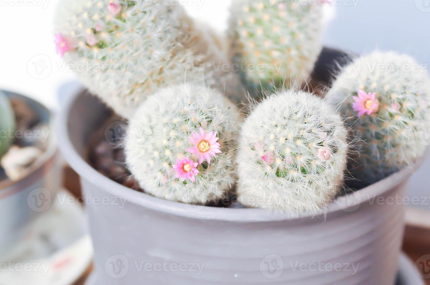 mammillaria carmenae Mammillaria of cactus of sappig of mammillaria carmenae met roze bloem foto