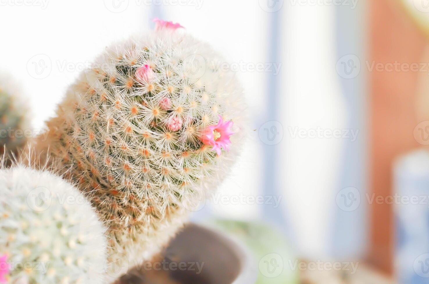 mammillaria carmenae Mammillaria of cactus of sappig of mammillaria carmenae met roze bloem foto