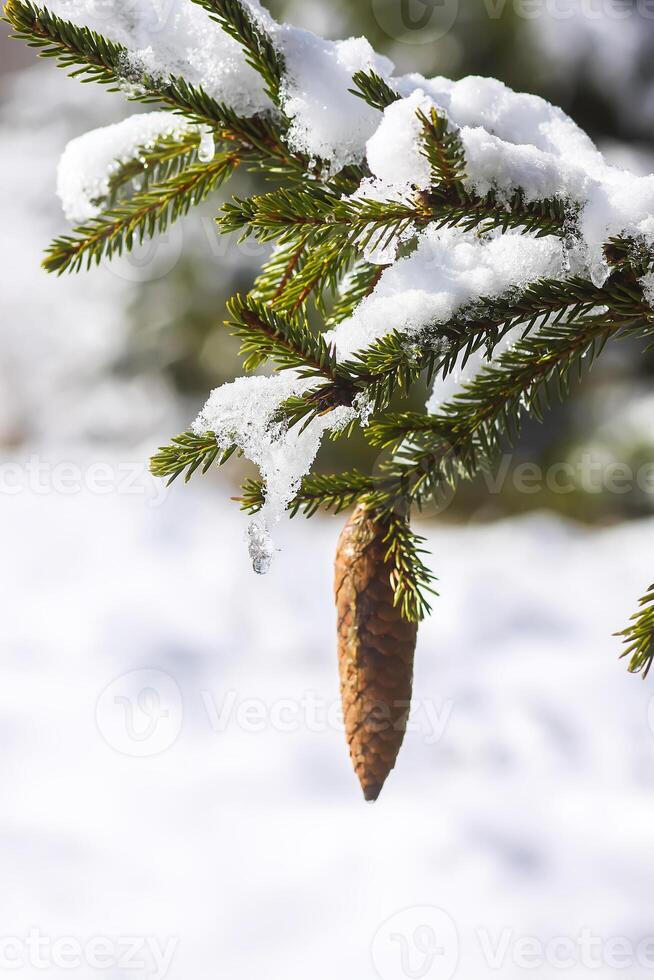 sneeuw gedekt net boom takken buitenshuis. foto