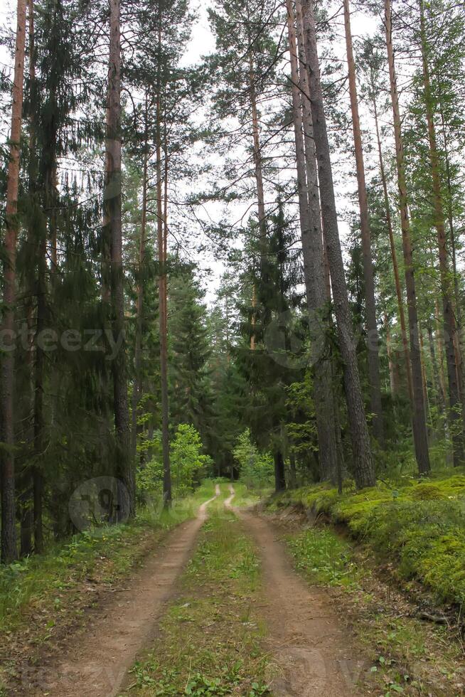 pijnboom bomen in zomer Woud. foto