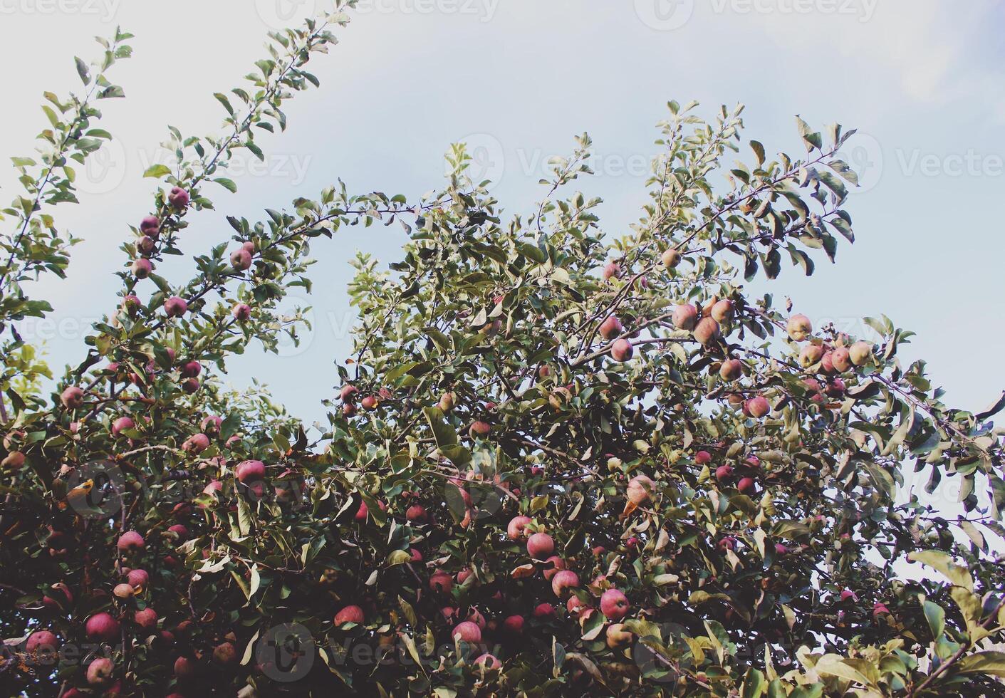 rode appels aan een boom foto