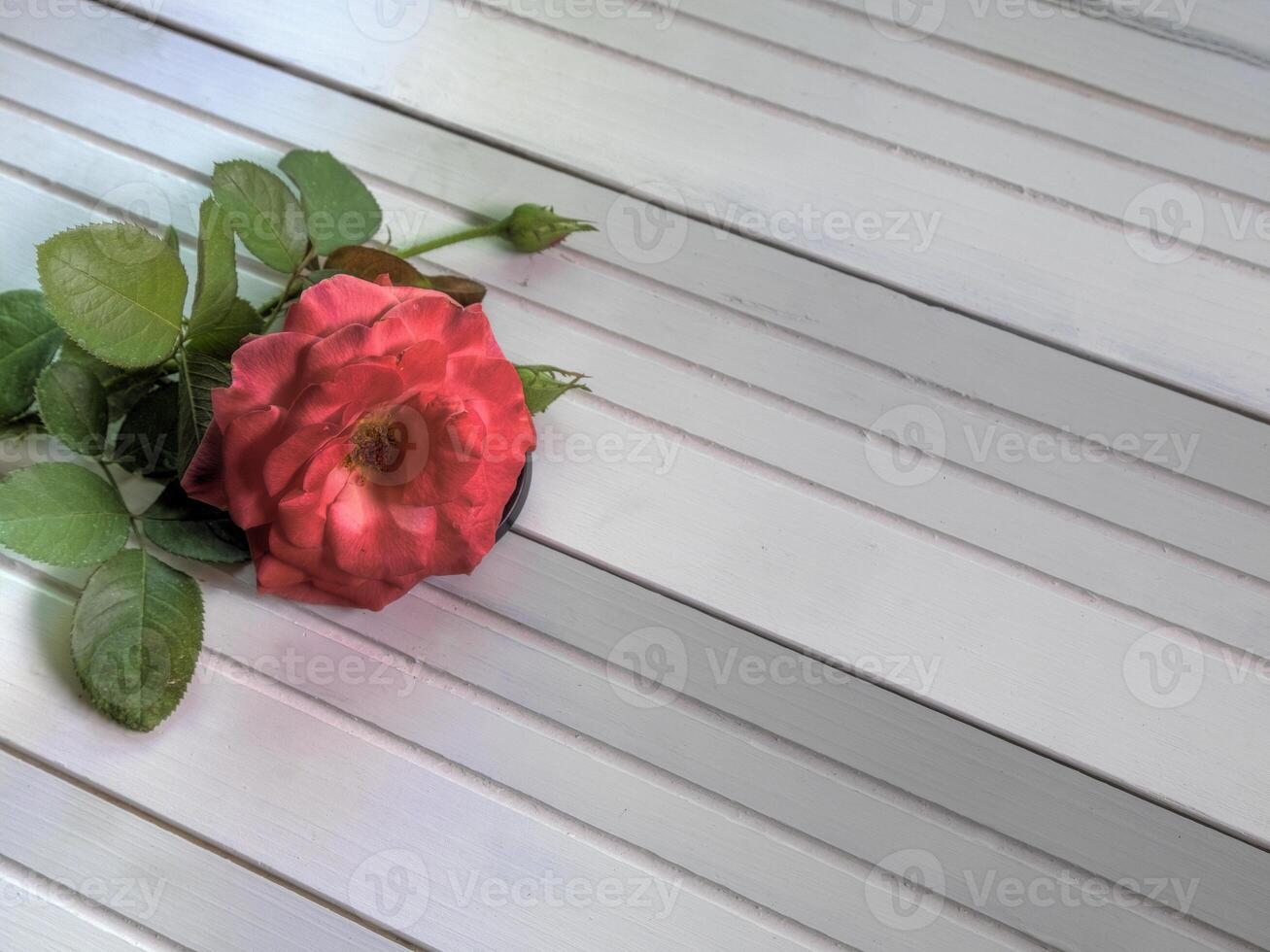 top visie van rood roos Aan wit natuurlijk hout oppervlakte ruimte voor tekst foto