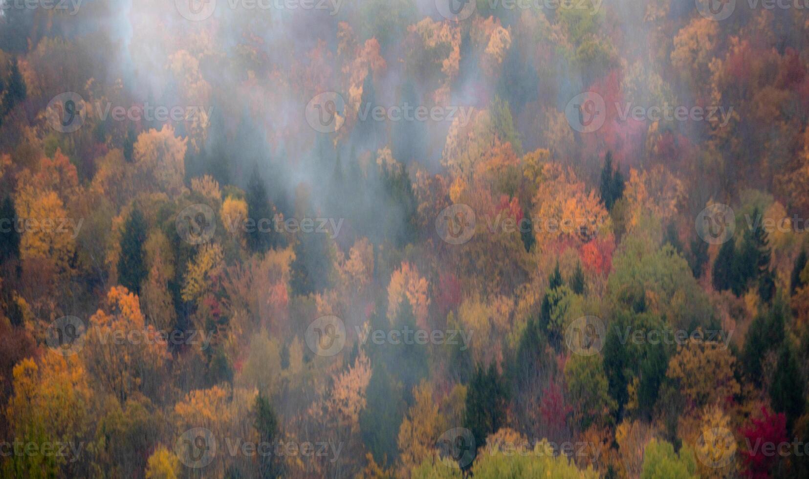 mistig vallen gebladerte foto