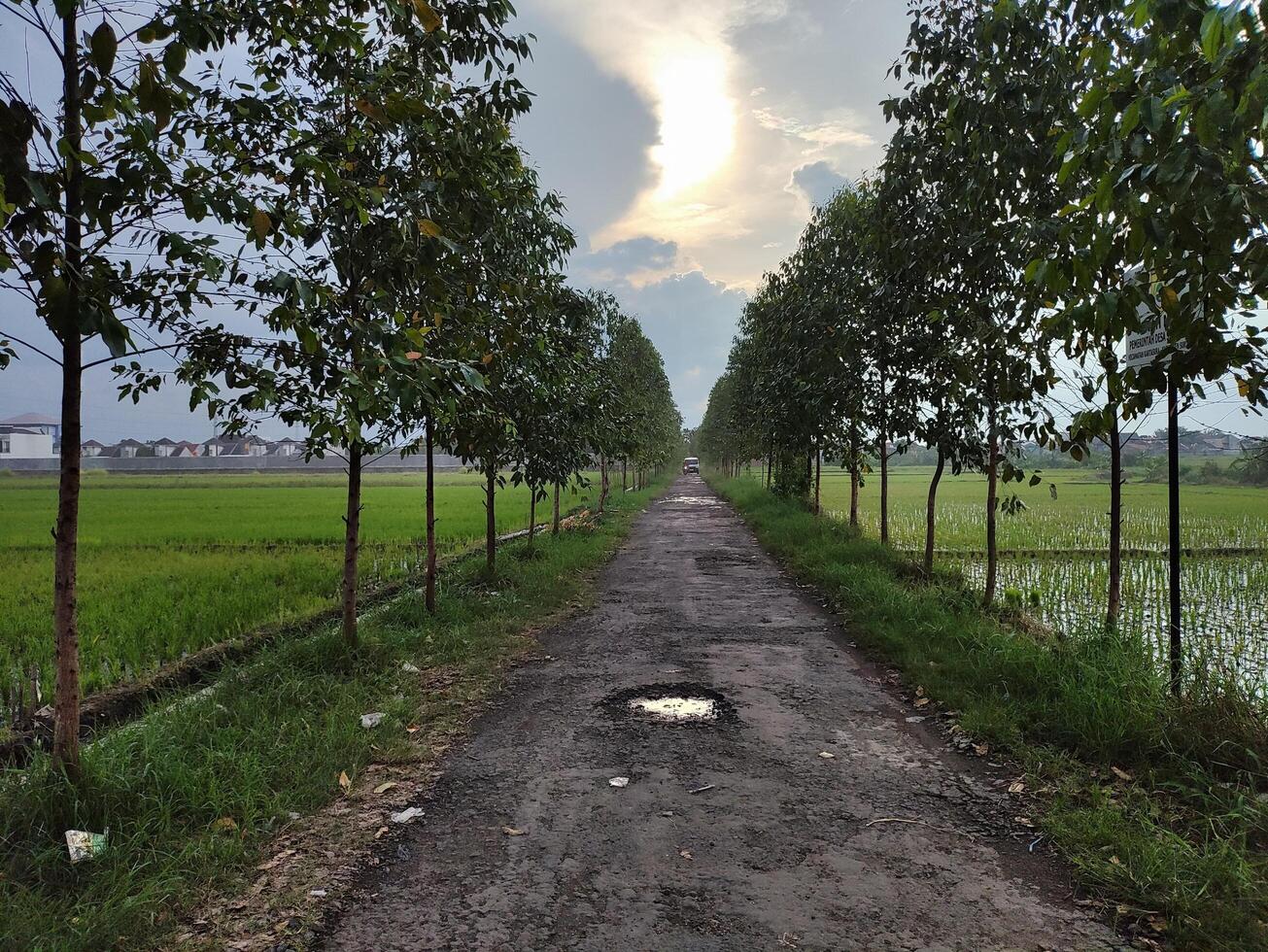 leeg weg temidden van bomen tegen lucht foto