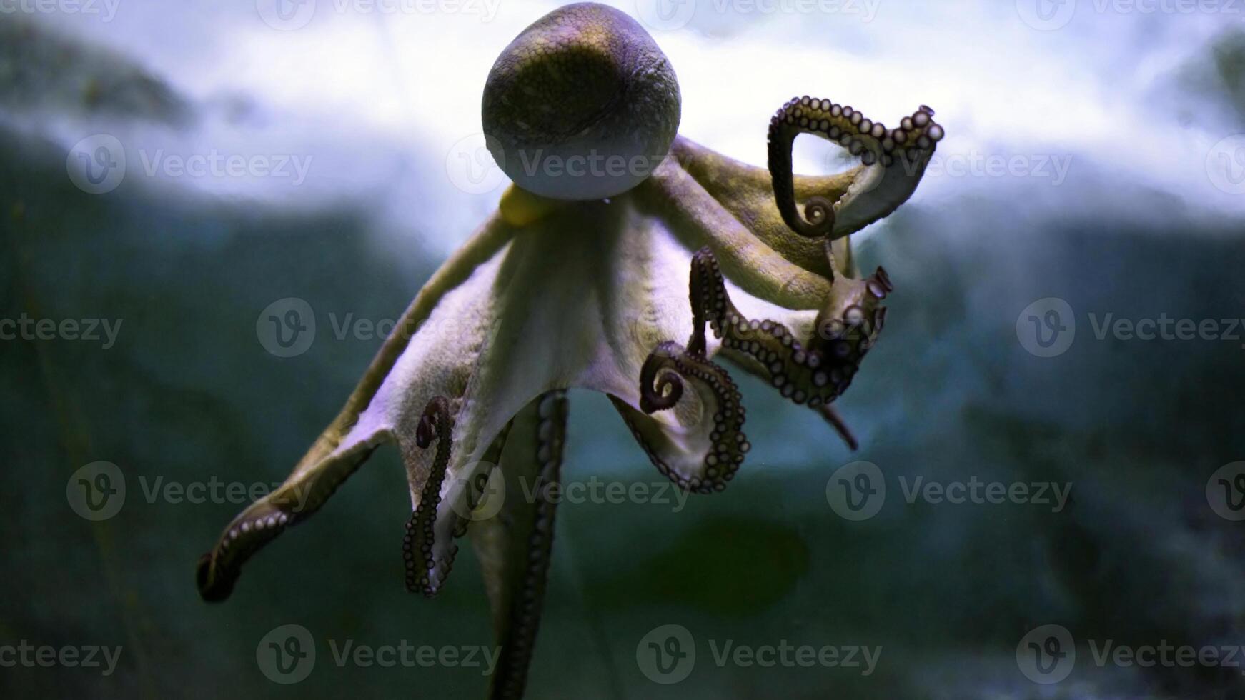 detailopname visie van een gemeenschappelijk Octopus vulgaris zwemmen onderwater, macro portret onder water foto