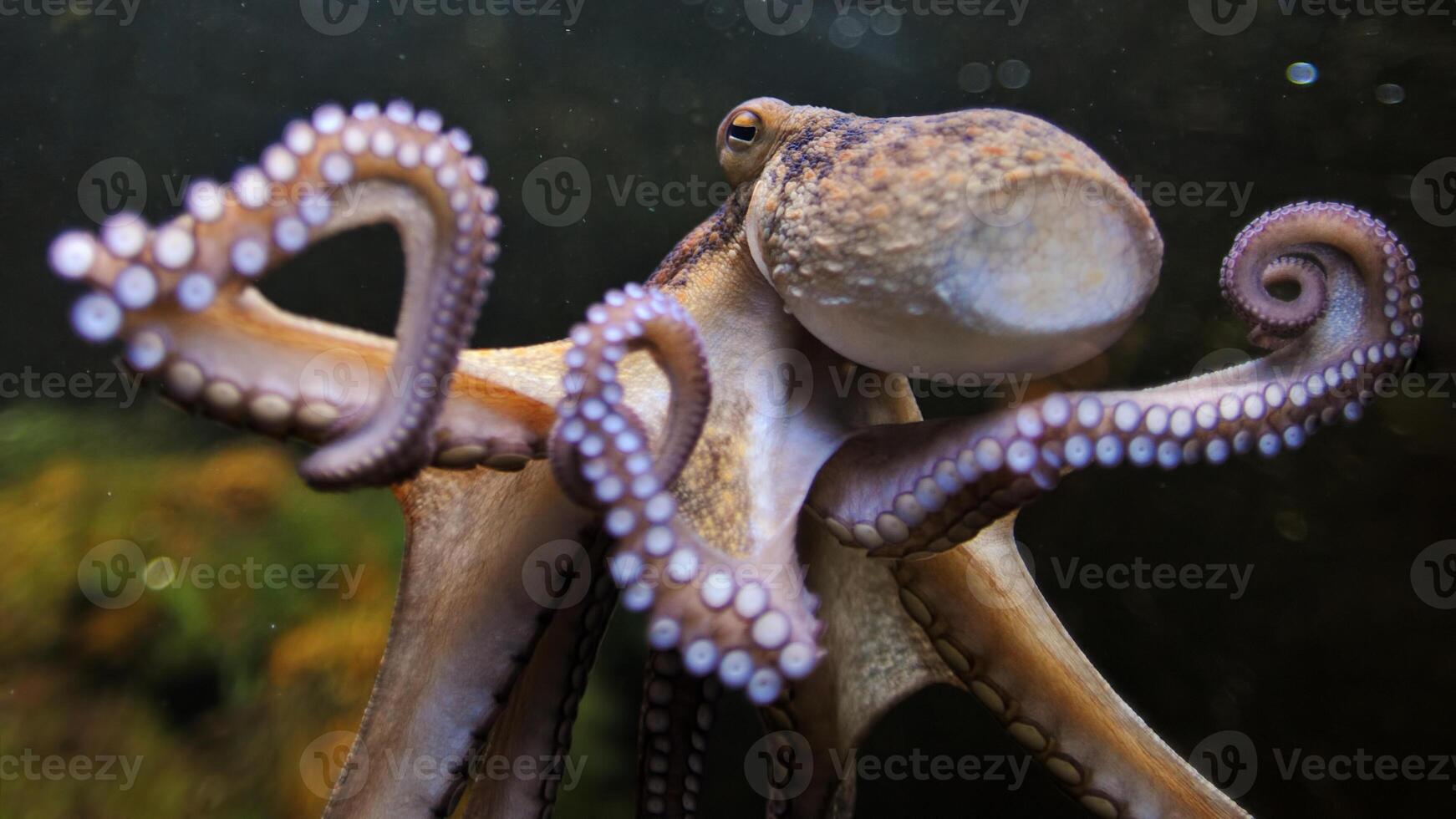 detailopname visie van een gemeenschappelijk Octopus vulgaris zwemmen onderwater, macro portret onder water foto